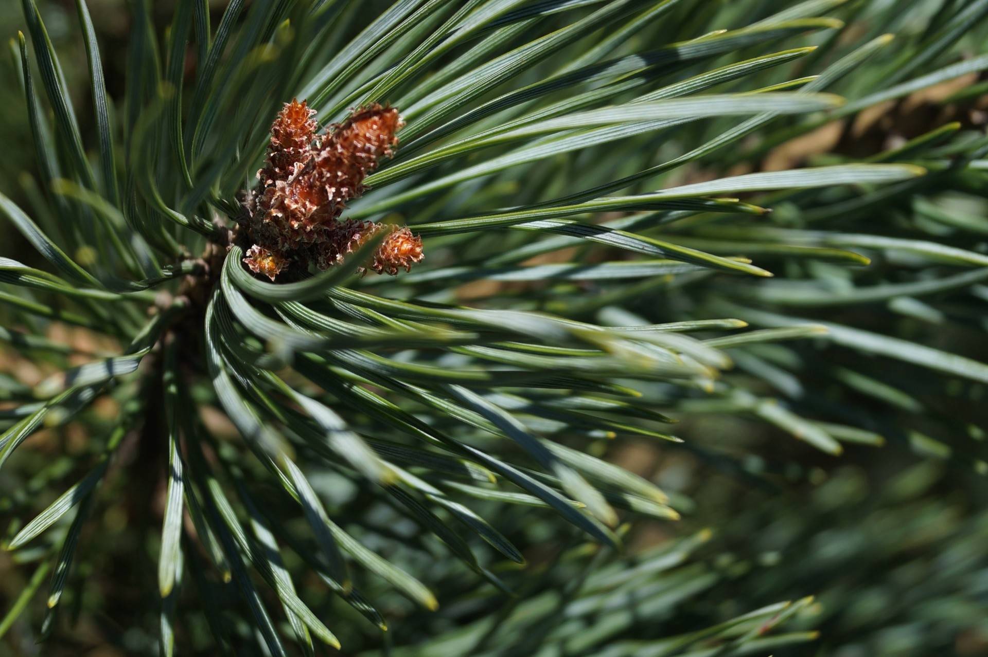Pinus sylvestris Watererii_01
